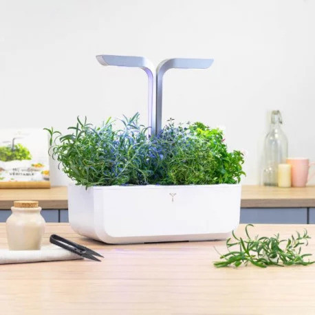 Véritable Lingot Rosmarin